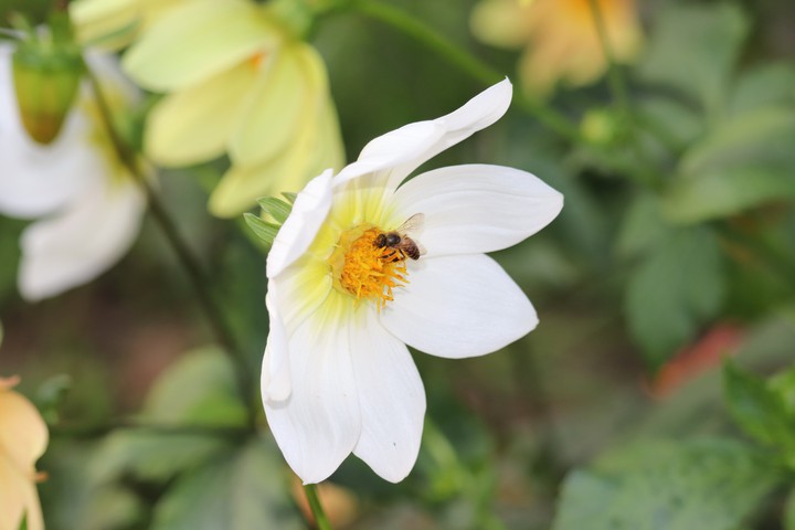 flower serving sugar to sweet lover