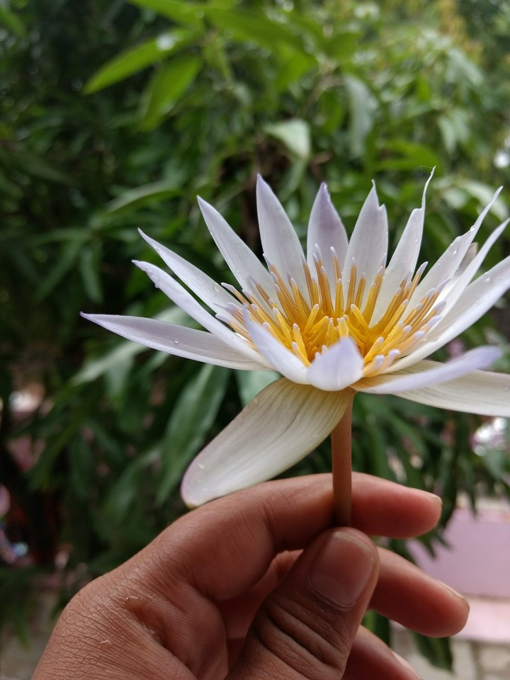 lotus