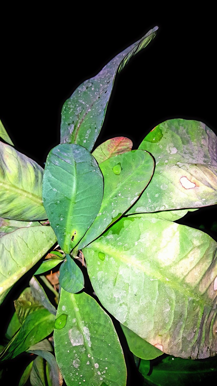 A picture taken by mobile