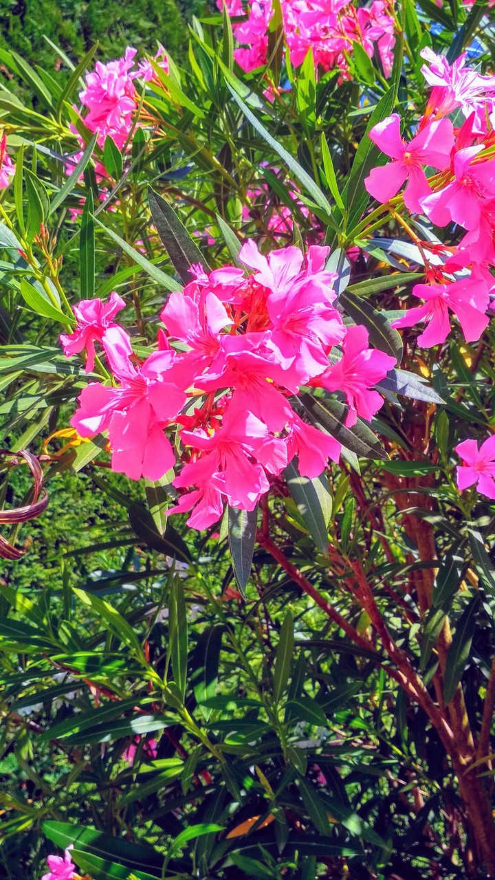 oleander