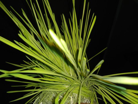 plant