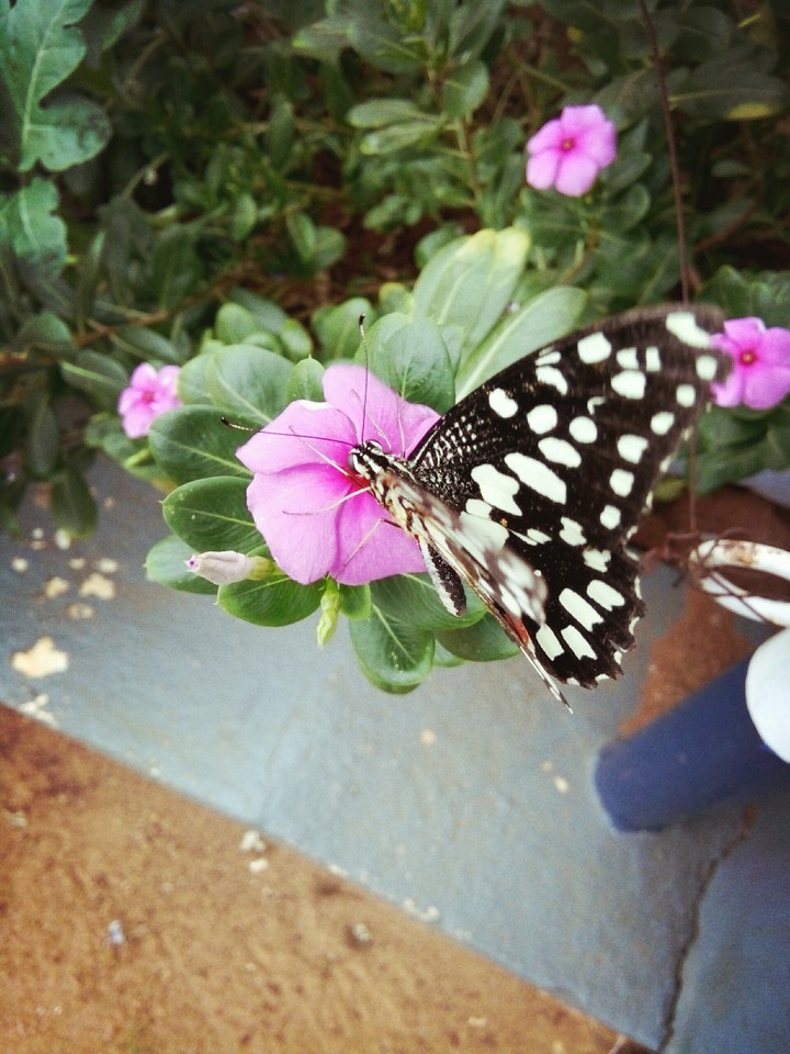 butterfly