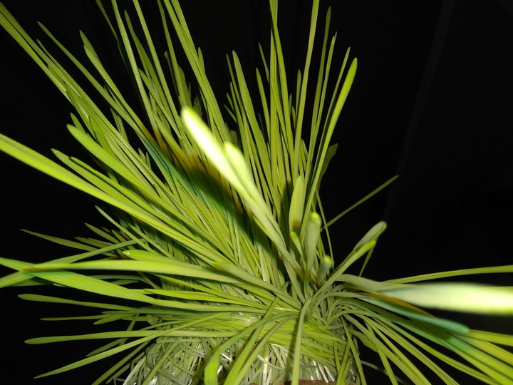 plant