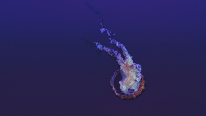 Jellyfish