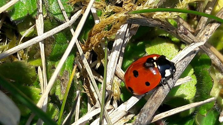 coccinelle
