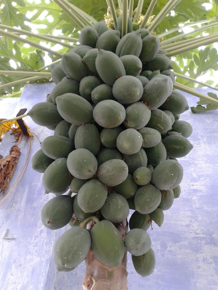 fruit