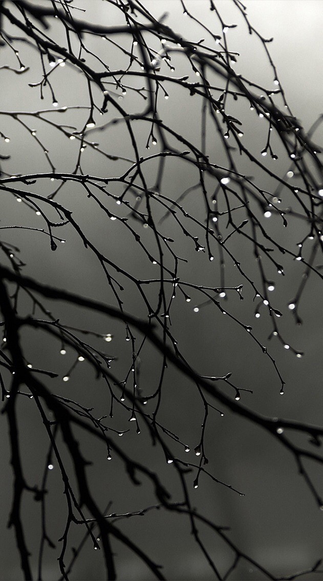 Branch without leaves