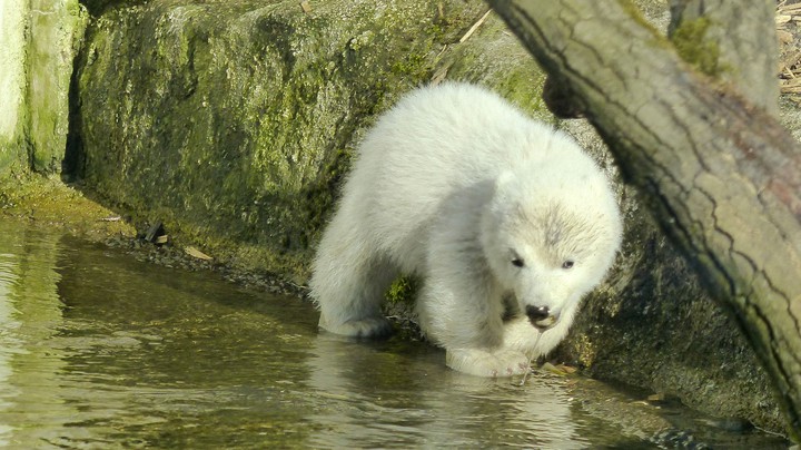 Tierpark Hellabrunn 2014