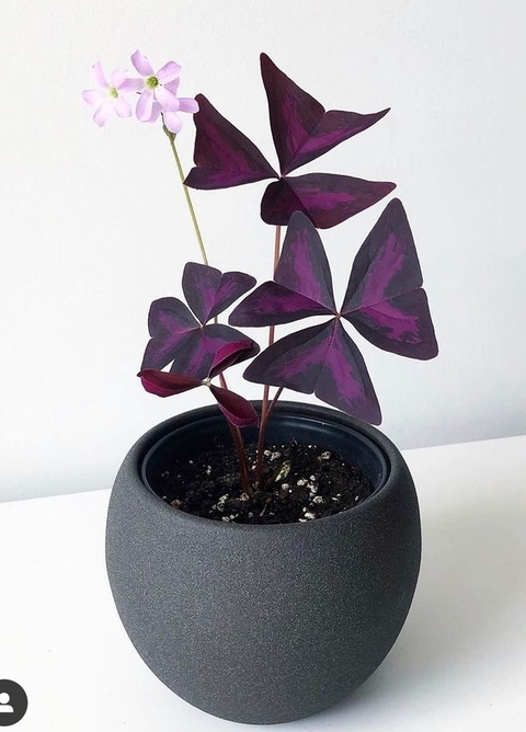 flowerpot, geraniales壁紙