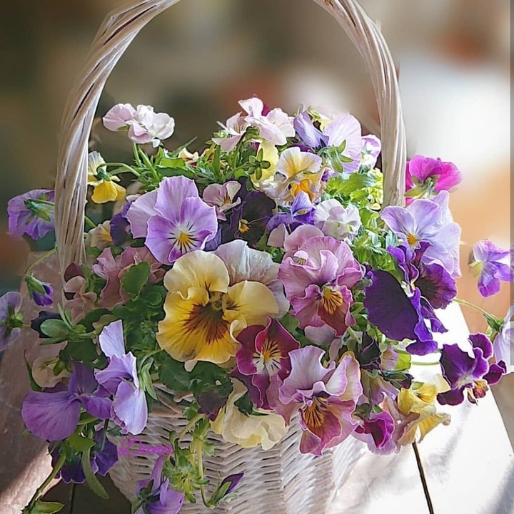 Viola