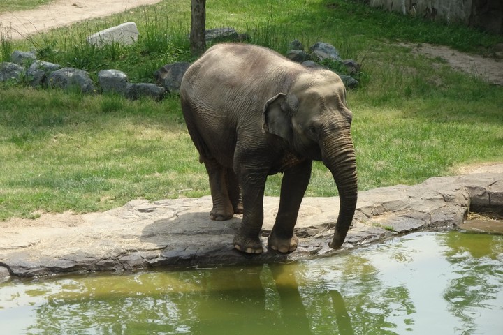 elephant