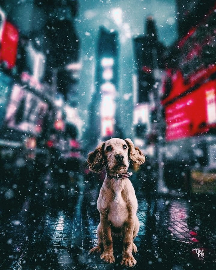 my love dog