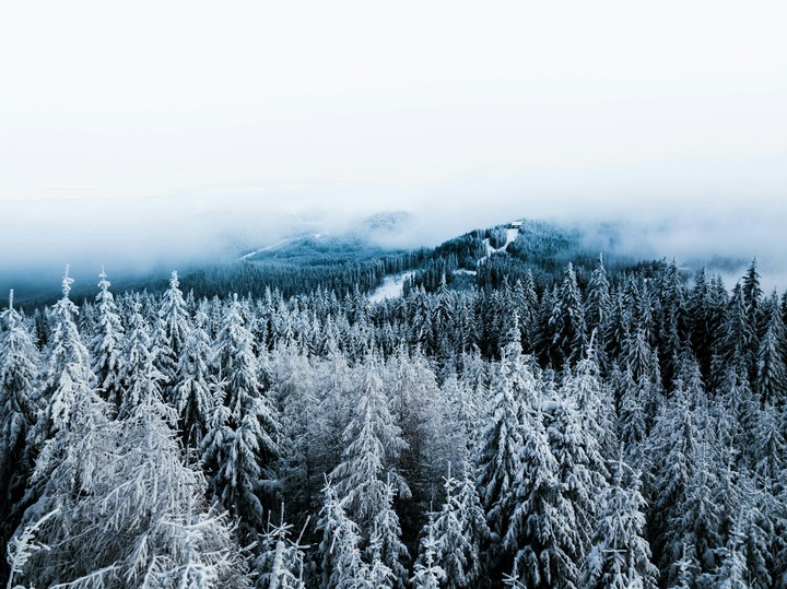 winter forest