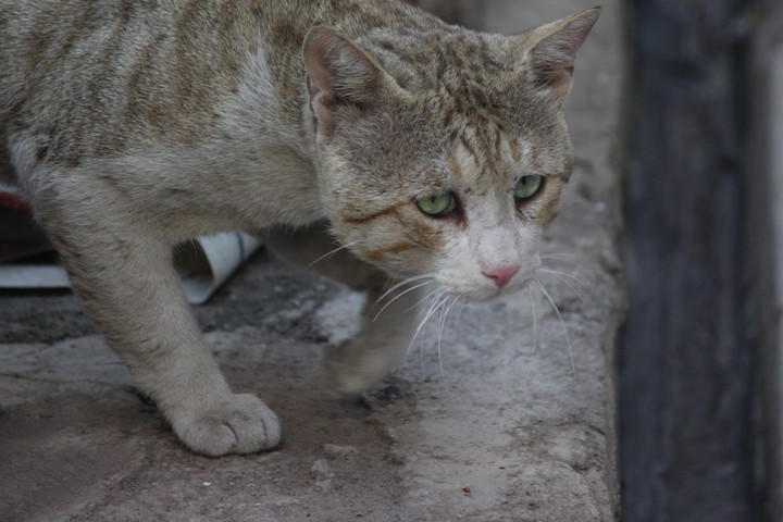 Cat