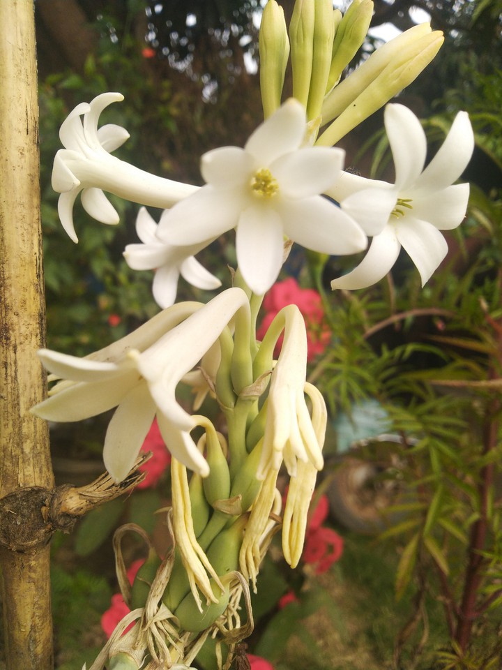 flower