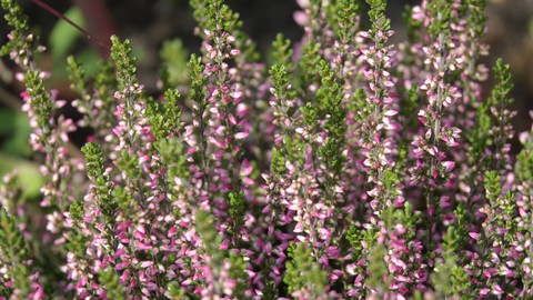 heather