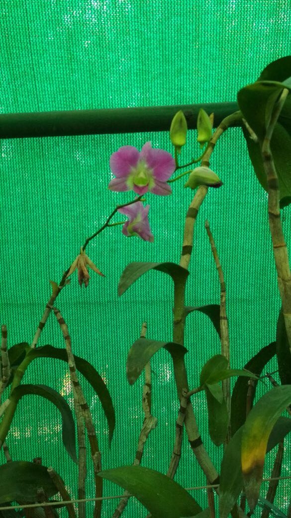 orchids