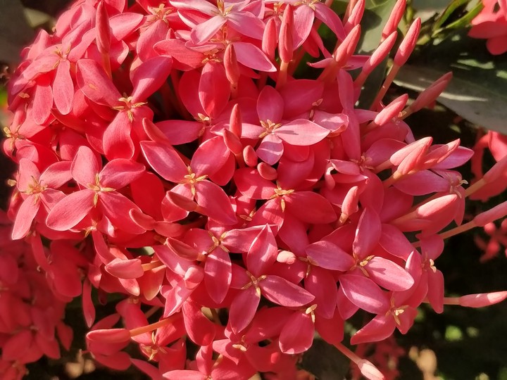 Flower
