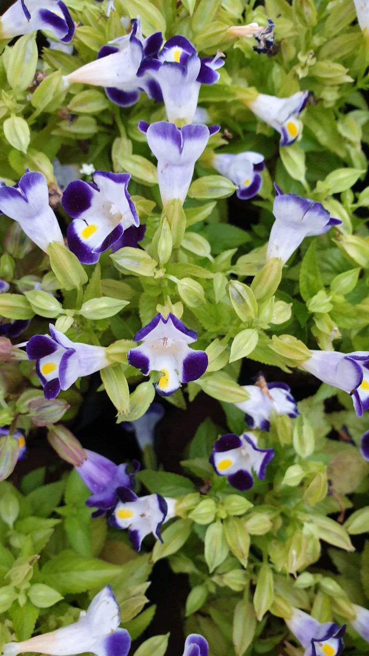stunning flower