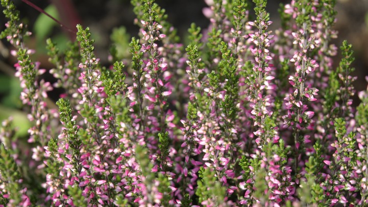heather