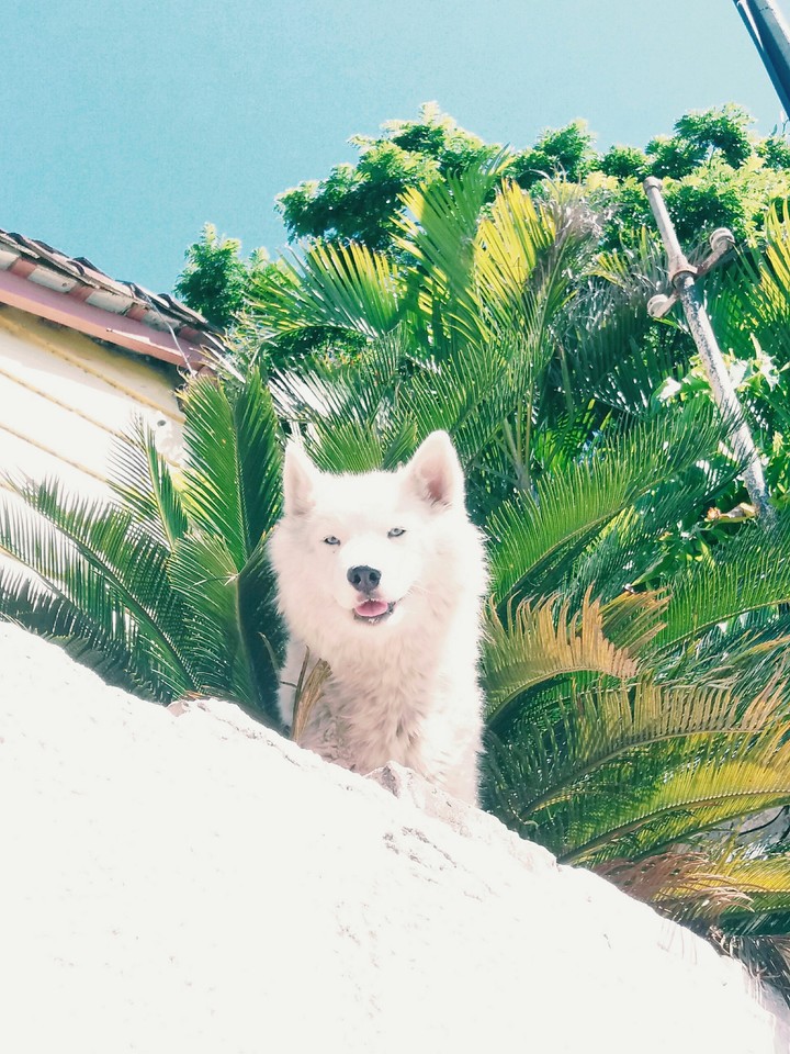 Dog