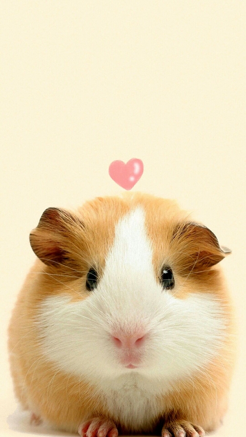 animal