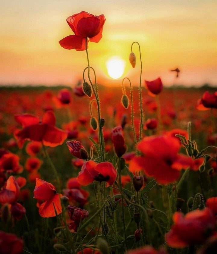 Nature's Beauty