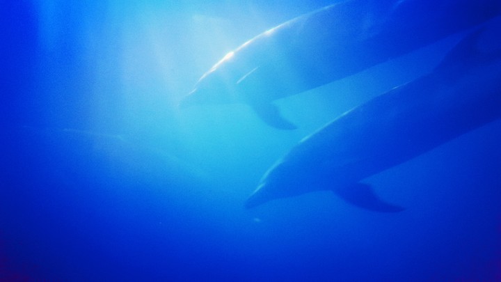 Dolphins