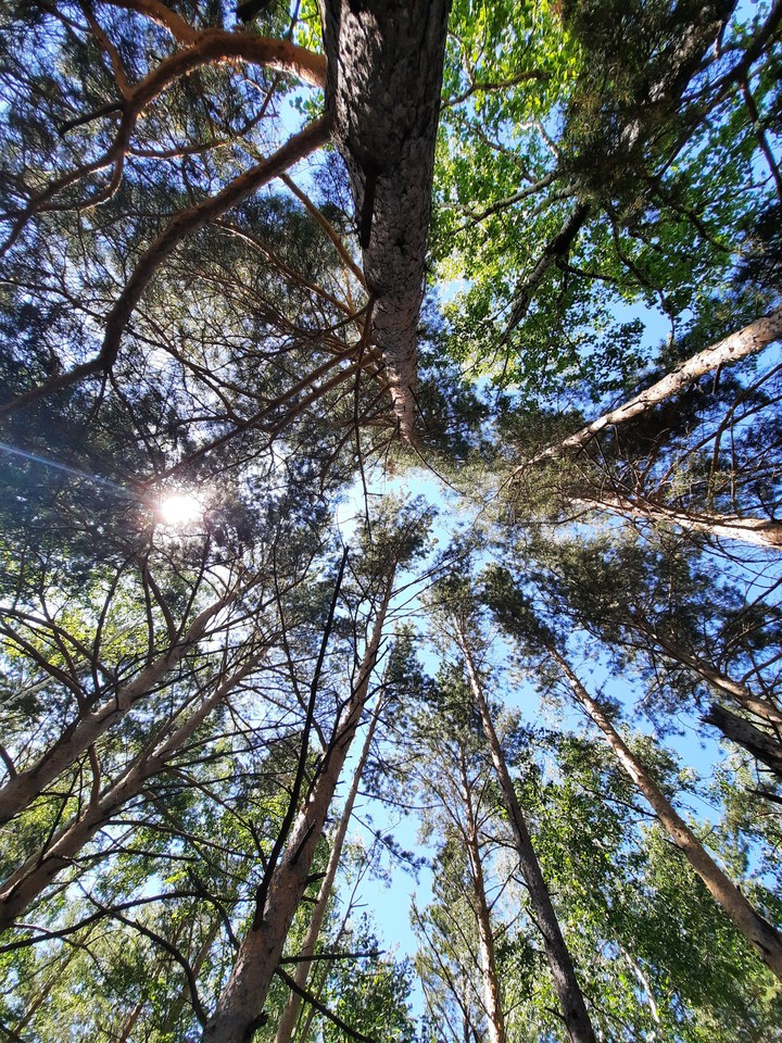 Trees