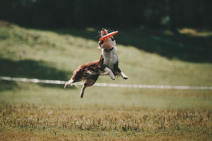 The Border Collie Because There Is No Better Dog