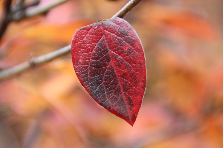 Autumn leaf