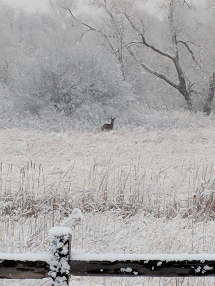 winter deer