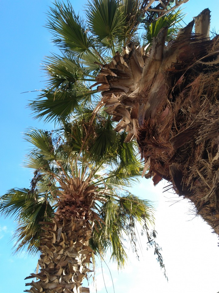 palm