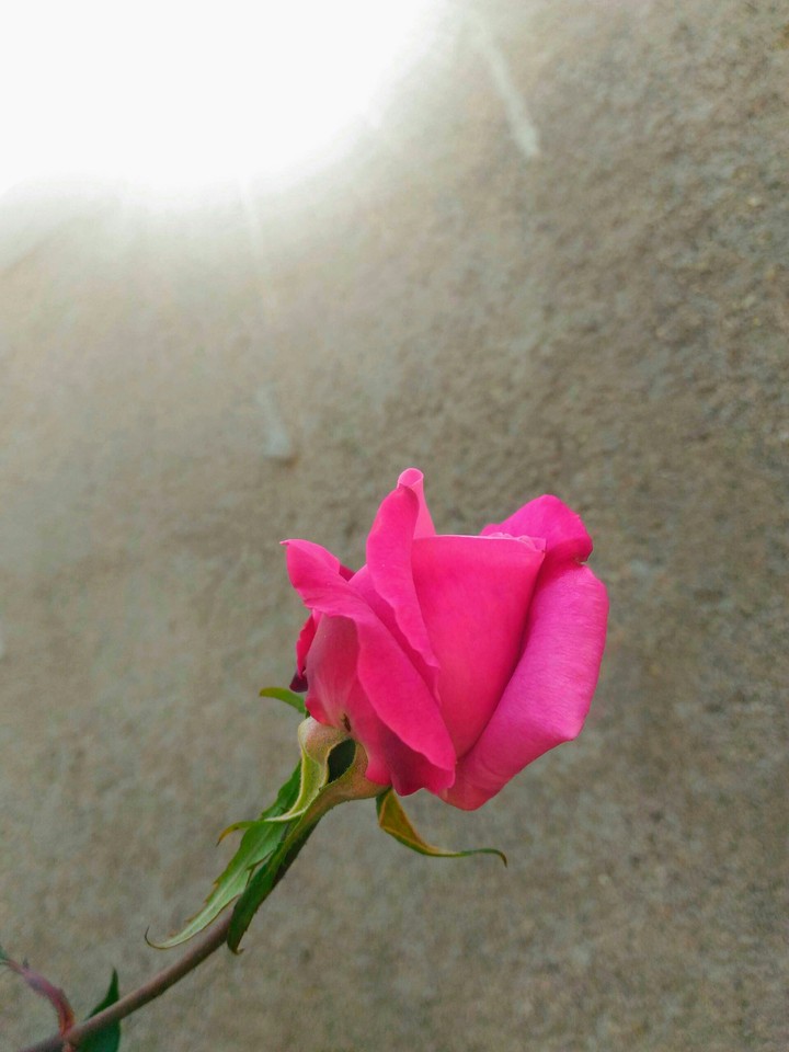 rosee