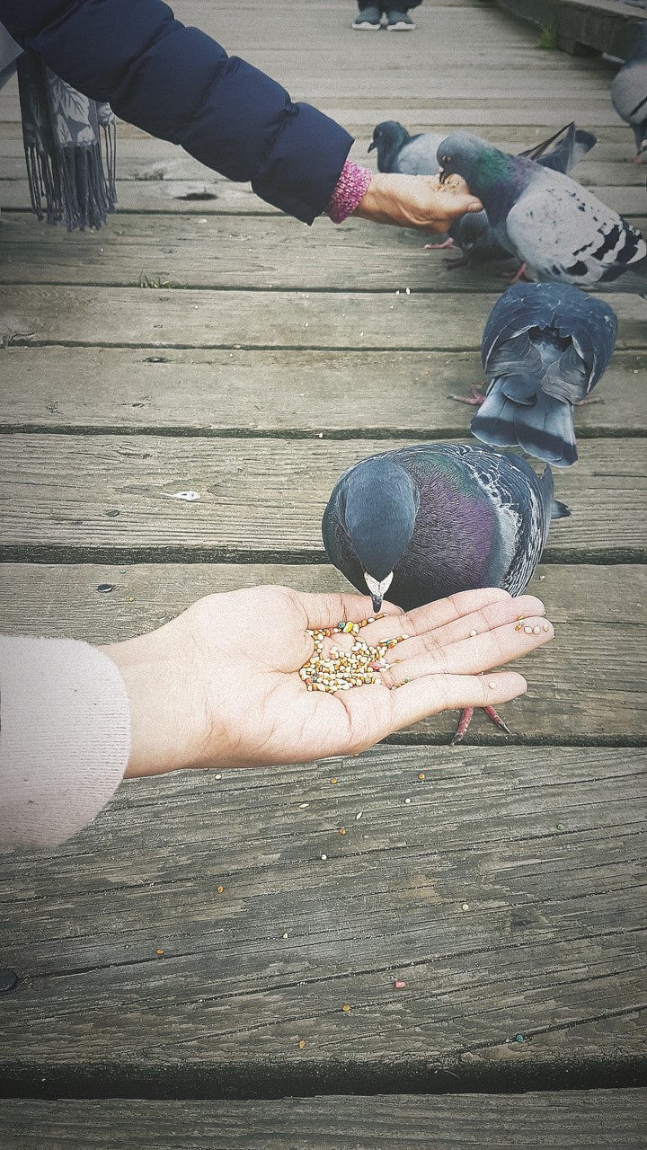 burnaby lake