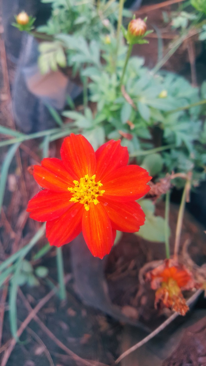 ORANGE FLOWER