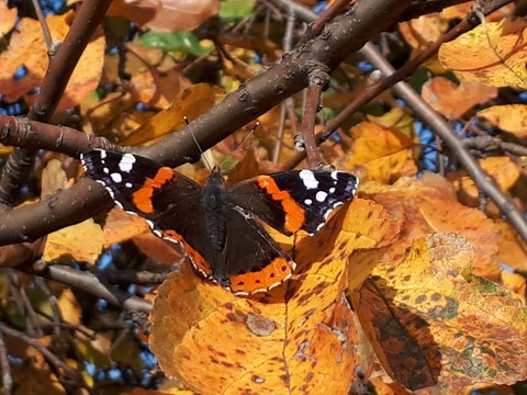 壁紙