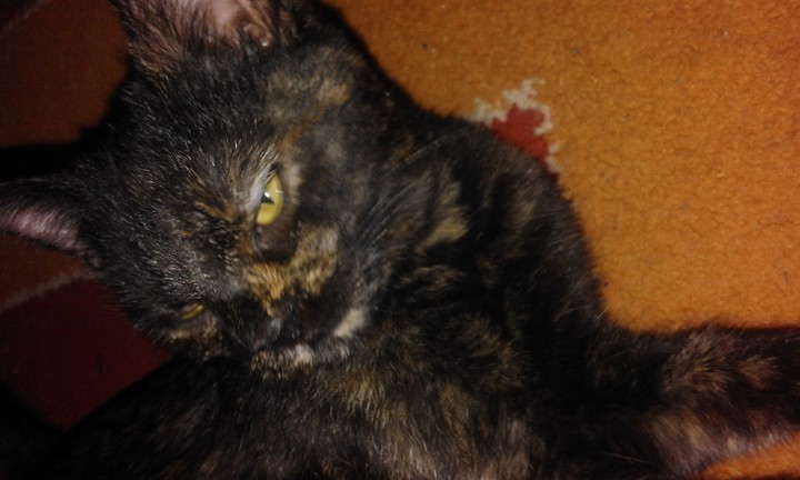 My kitten