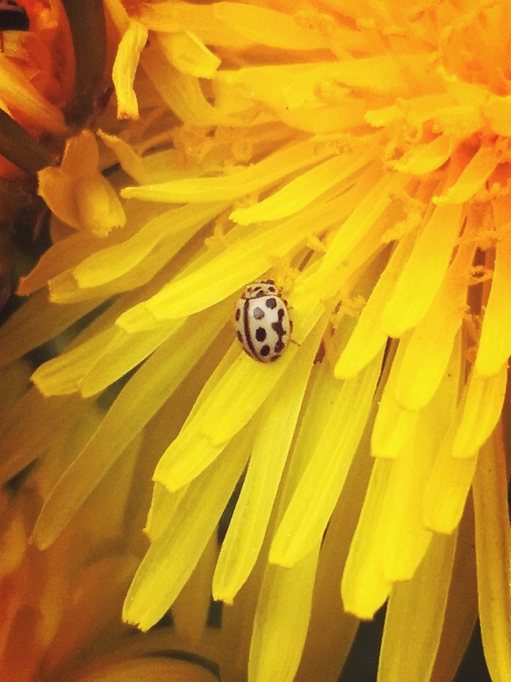 Käfer auf Löwenzahn