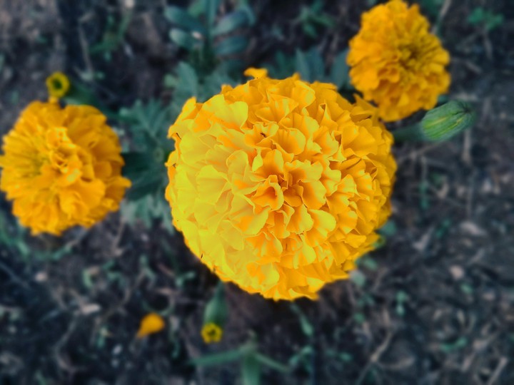 flower yellow