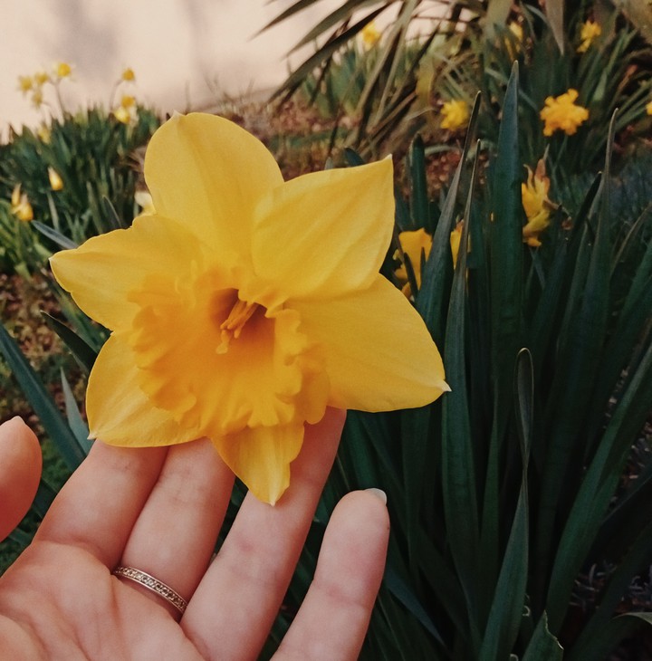 flower