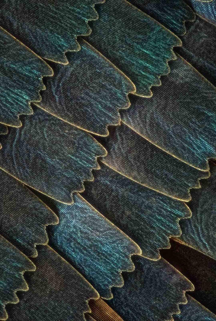 the wings of a butterfly magnified