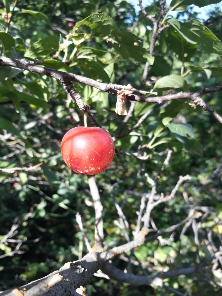 fruit