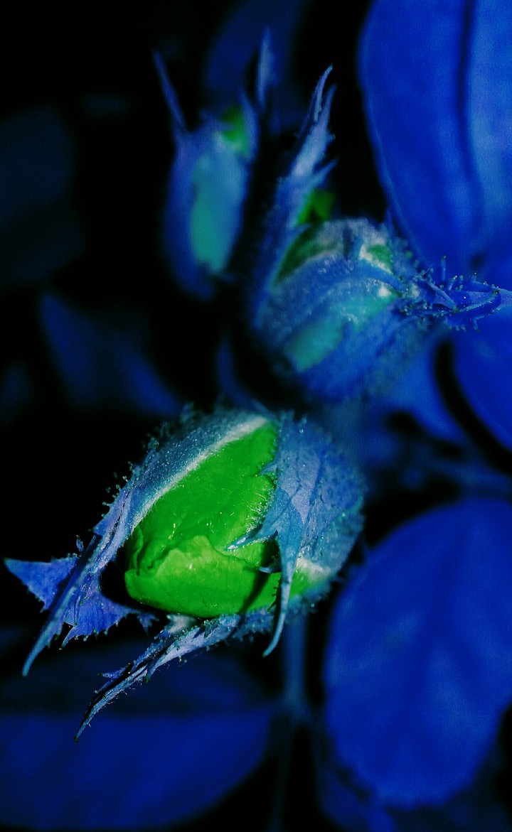 rose