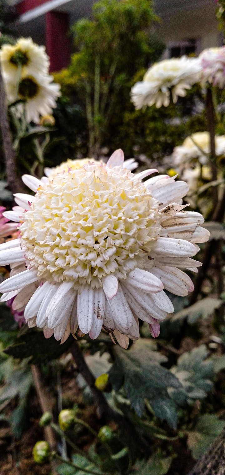 White Beauty