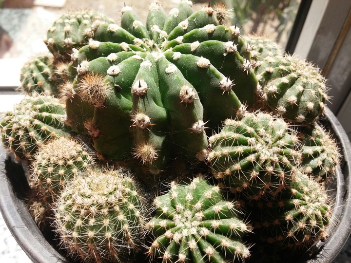cactus