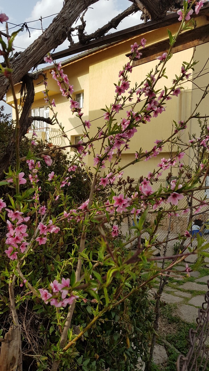 Spring