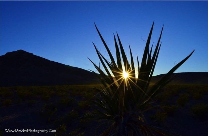 Desert dawn