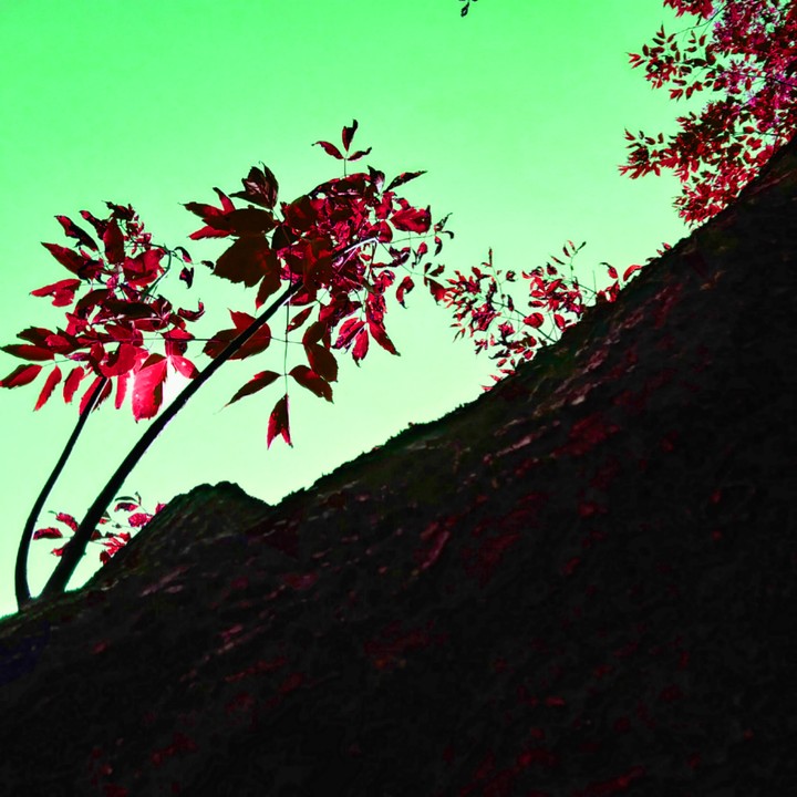 Ruby Leafs