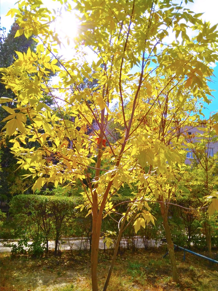 The sun tree